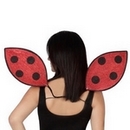 Ailes coccinelle adulte