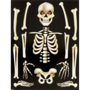 Autocollants pour fenêtres Squelette Halloween