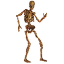 Décoration squelette articulé en décomposition Halloween 180 cm