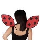 Ailes coccinelle adulte