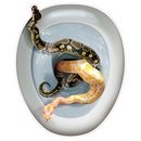 Décoration autocollante pour abattant de wc Serpents