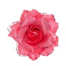 Rose fuschia pour cheveux femme